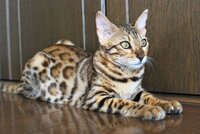 猫の仲間意識について 複数の猫がいて その中で 弱っていたり苦しんでいた Yahoo 知恵袋