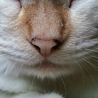 猫の鼻の汚れが気になる 約推定1才 子育て中の 猫を先月より飼ってい Yahoo 知恵袋