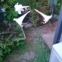 ﾀｶｻｺﾞﾕﾘについて色々教えて下さい 先日ﾀｶｻｺﾞﾕﾘの種まきをしましたネ Yahoo 知恵袋