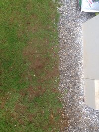 庭の芝生が所々はげてしまいました 復活させるためには種を蒔くかは Yahoo 知恵袋