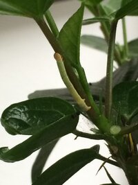 ハイビスカスに虫がついてしまいました 黒い点々みたいなのと 緑の虫と Yahoo 知恵袋