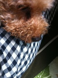 ウチの犬なんですが 鼻に白い脂肪の塊 のような物が出来てます 一回は 自分 Yahoo 知恵袋