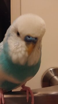 セキセイインコのオパーリンのメスを飼っているのですが くちばしのろうまくが青く Yahoo 知恵袋