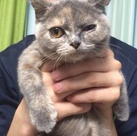 飼い猫がしばらく前から片目だけ開き切ってないというか どうも違和感のある開 Yahoo 知恵袋