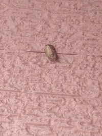 アパートの外壁に 茶色い虫の卵 殻 のようなものが1年近くずっとついています つ 教えて 住まいの先生 Yahoo 不動産