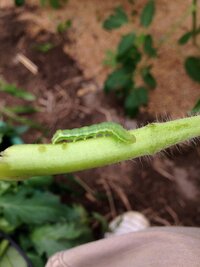 トマトについたこの虫はなんですか 茎に穴を開けて 中を食べています Yahoo 知恵袋