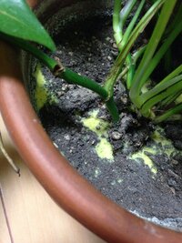 観葉植物のカビについてです 土の表面全体に黄色いカビが生えてます 写真では Yahoo 知恵袋
