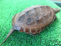 亀のクサガメ飼育に濾過器は使いますか どうせ 頻繁に総取っ替えするし 物 Yahoo 知恵袋