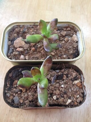 多肉植物が茶色になってきています どうしたらいいですか 助けてく Yahoo 知恵袋