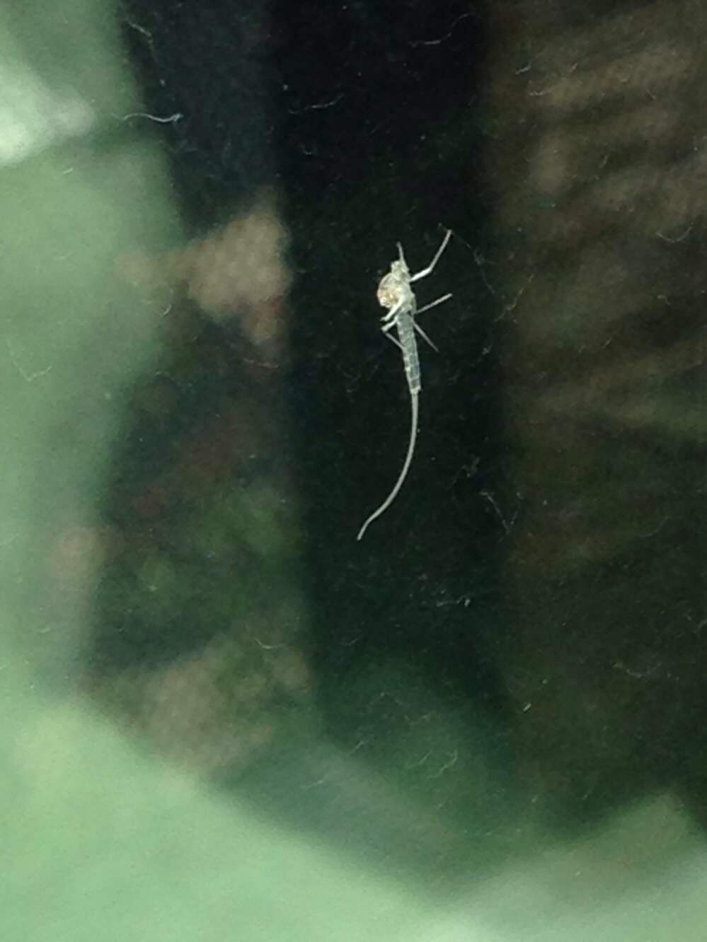この虫はなにですか 白くて1本のしっぽがついています 朝起きたら部屋の窓に Yahoo 知恵袋