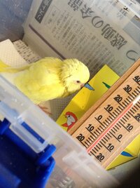 一人暮らしで セキセイインコを飼いたいと考えています 現在一 Yahoo 知恵袋