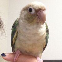 ジャンボセキセイインコの寿命はどのくらい ジャンボセキセイインコは人間 Yahoo 知恵袋