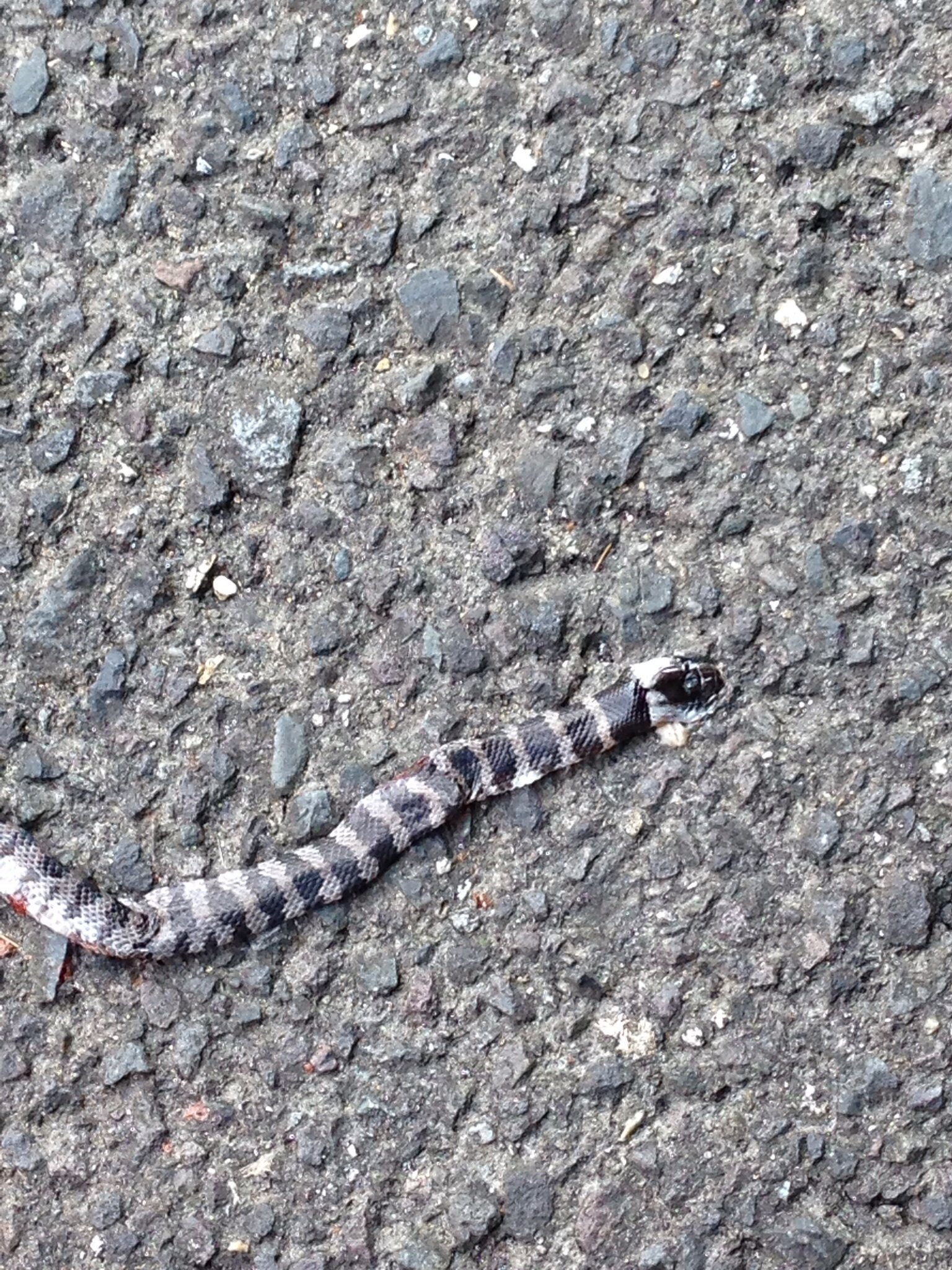 死んだ蛇の画像です 注意して下さい 先ほど知り合い宅前で見たこと Yahoo 知恵袋