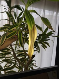 観葉植物の葉先が枯れるのはなぜでしょうか 水分の吸収が葉先まで行か Yahoo 知恵袋