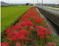 家の庭に植えていないのに彼岸花が咲きました 庭には植えないほ Yahoo 知恵袋