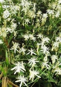 白い花の名前を教えて下さい 生垣の上でかたまって咲いていました キン Yahoo 知恵袋