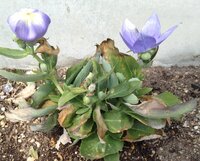 桔梗の葉が枯れます２ ３週間ほど前に買い花壇に植え付けた桔梗なの Yahoo 知恵袋