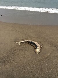 ニコ生の丸亀の竹本さんてほんとに死んじゃったんですか 恐らく Yahoo 知恵袋