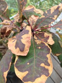 スモークツリーの葉が、気がついたら枯れていました。

もう3年程鉢植えで育てています。
水不足なのか病気なのかよくわからないのですが、
葉の7割程この状態になっています。 今からどうしたらいいのか、葉のついた枝をカットした方が良いのか、
薬を散布すれば良いのか、どなたか教えてくださいませ。。。