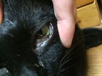 猫の目の周り 人間で言えば 目のふち アイラインを引く所 や 鼻先に Yahoo 知恵袋