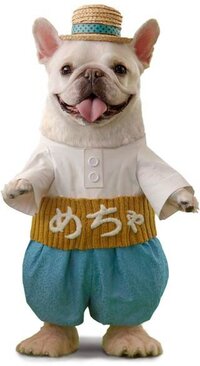 うちの犬はミルクティーが大好きです もちろん ノンシュ Yahoo 知恵袋