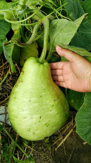 これは 何の野菜かわかりますか スイカを植えていた畑から 植えた覚えもない Yahoo 知恵袋