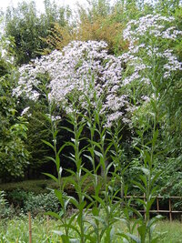 薄紫色の菊の様な花を咲かせている写真の植物の名前を教えてください Yahoo 知恵袋