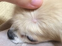 犬の肥満細胞腫について教えて下さい 愛犬が肥満細胞腫だと診断されて レベル Yahoo 知恵袋