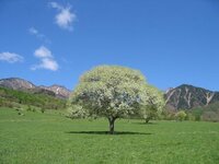 山梨県で ヤマナシの木 というと県営八ヶ岳牧場のものが有名です 画像 が Yahoo 知恵袋