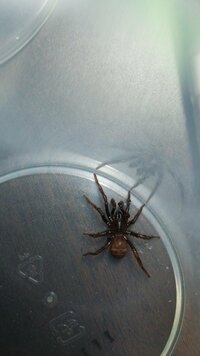 背中に黒と白が入った小さいクモを家で見つけましたなんて言う名前のクモなんで Yahoo 知恵袋