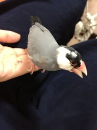 文鳥の秋の保温 だんだん 寒くなってきましたね うちの文鳥は Yahoo 知恵袋