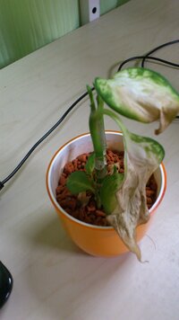 夏に買ったディフェンバキアが枯れそうです 水やりの頻度は書いてあ Yahoo 知恵袋