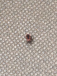 桜の木に変な虫が 今日の昼 アパート前の桜の木に黒い体に赤と白の模様が Yahoo 知恵袋