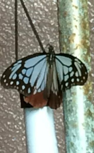 伊丹市内で見かけた青いアゲハ蝶の種類を教えてください アサ Yahoo 知恵袋