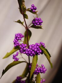 この花 実 の名前分かりますか 散歩中 道端で見つけました きれいな紫色を Yahoo 知恵袋