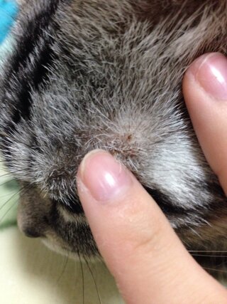 ねこの目の上になにができてますこれはなんですか なにかかさ Yahoo 知恵袋