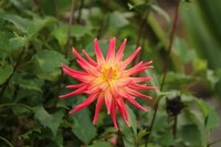 この花の名前 種類 を教えてください ダリアの一種でしょうか 10 16 Yahoo 知恵袋