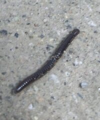 この虫 何という虫ですか 黒くてにょろにょろうごめいています 玄 Yahoo 知恵袋