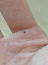 新築の家に小さい虫が 床の排気口から小さくて丸くて硬い虫が Yahoo 知恵袋