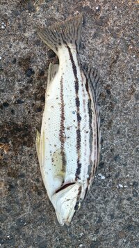 大至急 魚の名前を教えてください 食べられますか シマイサ Yahoo 知恵袋
