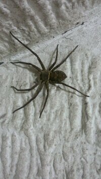 この蜘蛛が家の部屋 トイレ お風呂場に出没します マ Yahoo 知恵袋