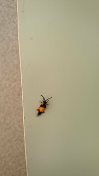 虫に詳しい方 よろしくお願いします 体長６ミリ程の蟻のような虫です ですがよく Yahoo 知恵袋