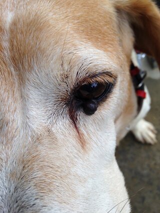犬の瞼にできもの犬の下瞼にできものができています 大きいし目に当たっていま Yahoo 知恵袋