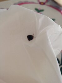 ベランダにいる黒いてんとう虫みたいな大きさの虫 これはなんですか 退治方法ありま 教えて 住まいの先生 Yahoo 不動産