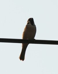 緊急です ツバメがなぜか鳴いています うちにはツバメの巣があるんです Yahoo 知恵袋
