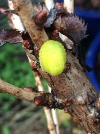 桜の木についていたのですが 蛍光色の虫のような卵のようなサ Yahoo 知恵袋