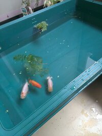 寒冷地域での屋外金魚飼育の越冬方法について 現在 下記環境にて金魚飼 Yahoo 知恵袋