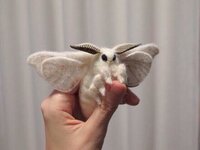俺のペット蚕に羽が生えたやつね可愛くない 思いのほか可愛い Yahoo 知恵袋