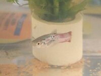 近くのドブ川で捕まえた写真の魚 メダカ の種類を知りたいのですが 淡水魚 Yahoo 知恵袋