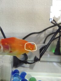 家の金魚に 黒ソブ が多くみられます 水泡眼で 生後2 3カ月くら Yahoo 知恵袋